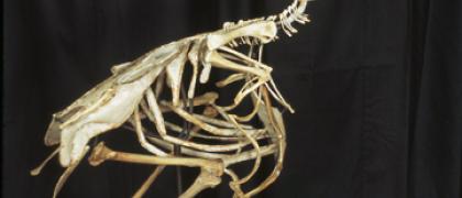 Photo of a skeleton of a dodo bird, positioned on a wooden stool, against a black cloth backdrop.